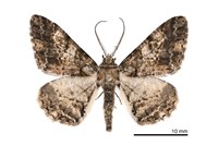 藏品(暗黃斑霜尺蛾)的圖片